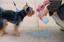 Procure sacar a pasear a sus mascotas por la mañana o ya entrada la tarde.