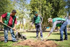 Árboles recién plantados contribuyen a mejorar la cobertura de áreas verdes.