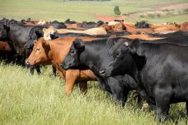 La secretaria de Agricultura de Estados Unidos, Brooke Rollins, anunció el envío de inspectores a Nuevo León tras la detección de un caso de gusano barrenador del ganado.