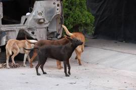 Se calcula que en las calles de Saltillo deambulan 70 mil perros sin dueño.