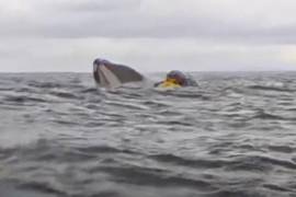 Padre capta con su cámara cuando una ballena jorobada se tragó brevemente a su hijo en la Patagonia chilena antes de liberarlo rápidamente ileso el sábado 8 de febrero de 2025.