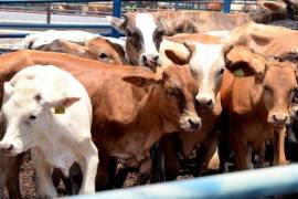 Productores ganaderos de Coahuila enfrentan un mercado cada vez más presionado por importaciones.
