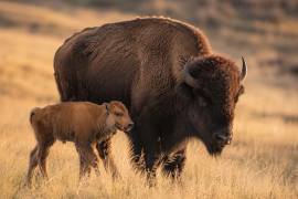 La cría de bisonte permanecerá cerca de un año en el Museo del Desierto antes de ser trasladada al santuario de Cuatro Ciénegas.