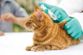 Campaña es de protección a las mascotas y se les puede aplicar la vacuna desde el mes de nacido.