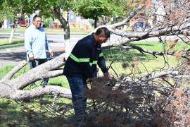 Cuadrillas municipales trabajan en el retiro de árboles caídos tras la tormenta registrada en Frontera.