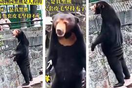 Un oso malayo de pie sobre sus patas traseras generó especulaciones entre los usuarios chinos