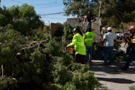 Personal del Municipio se dio a la tarea de retirar de la vía pública los árboles caídos.