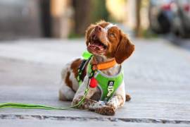 “Manchas”, el perro detector de fugas de Aguas de Saltillo, ha permitido recuperar miles de litros de agua en la ciudad.