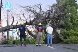 Personal de Servicios Primarios, Obras Públicas y Protección Civil realizó trabajos de retiro de árboles y limpieza de calles luego de las afectaciones generadas por la tormenta que sorprendió a la ciudad.