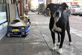 12 deseos para Saltillo: disminuir la sobrepoblación de perros en situación de calle