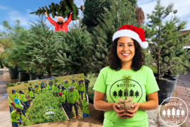 Campaña “Pinos embajadores” da inicio en Saltillo a pocos días de comenzar diciembre, renta tu pino natural con vida y ayuda al ambiente en estas épocas navideñas | FOTOGRAFÍA: VANGUARDIA