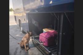 Un binomio canino fue el que detectó la droga en un autobús; no se logró dar con los dueños de las maletas.