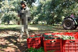 Entre los resultados más relevantes se reportó el aseguramiento de munición, equipo bélico, ocho dispositivos explosivos de fabricación casera y cuatro unidades motrices.