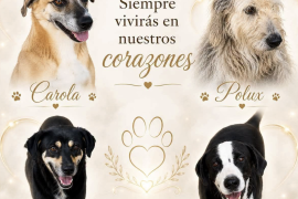 Colectivos animalistas exigieron una investigación para esclarecer el presunto envenenamiento de cuatro perros dentro del albergue Cuatro Patitas, en Matamoros.