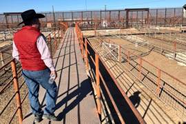 Personal de la Senasica supervisa los establos ganaderos del norte del País.