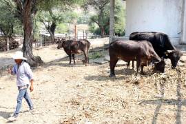 La propuesta llega después de que la presidenta anunciara acciones y reformas enfocadas en el sector agropecuario.