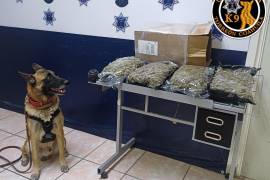 El binomio canino “Noah” localizó un paquete con casi dos kilogramos de marihuana durante un operativo de inspección en una empresa de paquetería de Torreón.