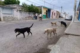En Saltillo existen al menos 125 mil perros callejeros, por lo que se han convertido en un problema de salud.