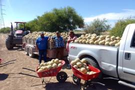 Coahuila produce 118 toneladas de melón al año, lo que la coloca como la entidad líder a nivel nacional.
