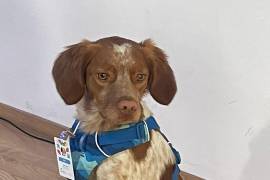 Rex, un ejemplar de raza bretón español, fue presentado oficialmente como el nuevo integrante del equipo canino de Aguas de Saltillo, donde apoyará en la detección de fugas ocultas en la red de distribución de agua potable.