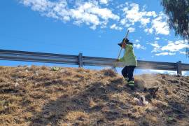 El retiro de maleza y basura permite cruces más seguros y reduce la presencia de fauna nociva en la zona.