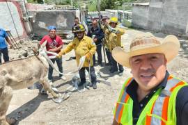 La intervención de los cuerpos de emergencia permitió salvaguardar la vida del animal, en un operativo que destacó por la rápida respuesta y la coordinación entre autoridades municipales y pobladores de la zona rural.