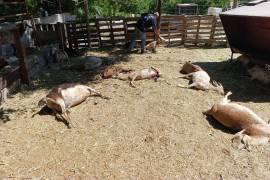 Cámaras de seguridad captaron el momento en que varios perros irrumpieron en el corral y atacaron al ganado.