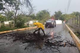 Elementos de Seguridad Pública en Lamadrid, Coahuila, retiraron ramas y obstáculos de las vialidades para mantener la circulación segura durante el temporal.
