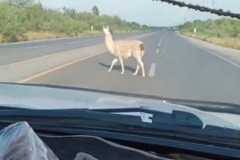 La presencia del animal resulta inusual en una zona donde predominan actividades rurales y ganaderas.