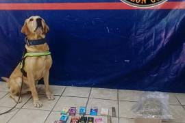 Noah, perro detector, durante inspecciones de rutina en Ciudad Industrial.