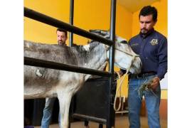 “Panchita” fue rescatada en Torreón tras un reporte ciudadano que alertó sobre su delicado estado de salud.