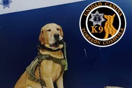 El oficial canino ‘Arturo’ ayudó a localizar un paquete con presuntas sustancias ilícitas. La inspección preventiva se realizó en una paquetería de la zona industrial de Torreón.
