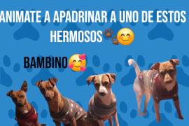 Cada cirugía tiene un costo de 450 pesos, y puedes apadrinar a uno de los perros rescatados.