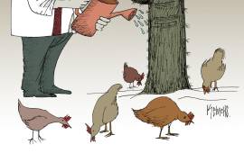 Cosechando en Palenque