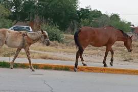 Los equinos que deambulan por calles han ocasionado accidentes automovilísticos en Acuña.
