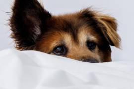 Recompensar al perro con premios, elogios y juguetes en su nuevo espacio para dormir ayuda a que asocie el lugar con seguridad y comodidad.