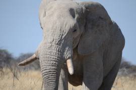 Elefante mata a un cazador argentino en Namibia