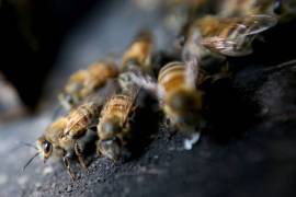 Exigen importadores evitar contaminación de miel con transgénicos
