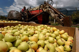 Estiman en Arteaga cosecha de 2 millones de cajas de manzana para este año