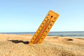 Especialistas de la UAAAN explican que el calor, la humedad y la disponibilidad de alimento favorecen la actividad de distintas especies durante la canícula, por lo que recomiendan mantener limpios los hogares.
