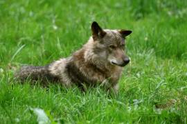 La consideración hacia el lobo ha tenido un cambio radical y se han convertido en la máxima expresión de la conservación de las especies, de los ecosistemas y en un símbolo de libertad, explica De Camps.