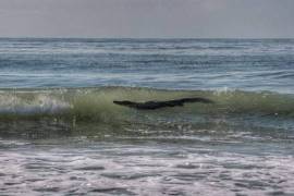Sorprende cocodrilo en playas de Acapulco a turistas