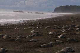 Coronavirus: Miles de tortugas vuelven a anidar en playas de La India sin peligrar por el hombre por COVID-19