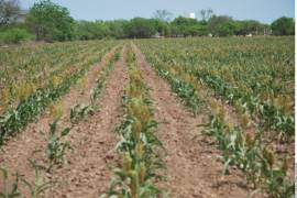 Lamentó que, contrario a la lógica tradicional de los negocios, en el campo mexicano ya no funcionan las economías de escala.