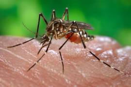 Liberan mosquitos infectados con bacteria en Miami para combatir el zika