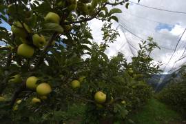 Crearán fondo para cosecha de manzana