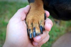 El policía de Santiago, Nuevo León que baleó y causó la muerte de un perrito cuando este ingresó a su propiedad enfrentará cargos por delito de maltrato y crueldad animal.