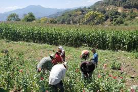 El plan agroalimentario de Sheinbaum impacta en la operación del sector privado nacional y extranjero.