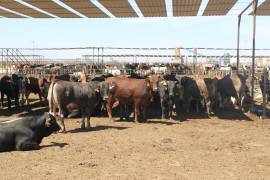 La mosca parasitaria está volando y reproduciéndose en la región, con cinco casos acumulados en Nuevo León, desde septiembre pasado, y 111 en Tamaulipas.