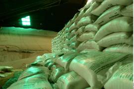 Si tras esto el agricultor decide aplicar menos fertilizante para ahorrar, la planta no se desarrolla igual y la cosecha será menor.